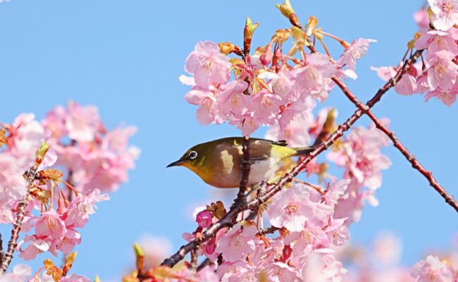 千總の花鳥画