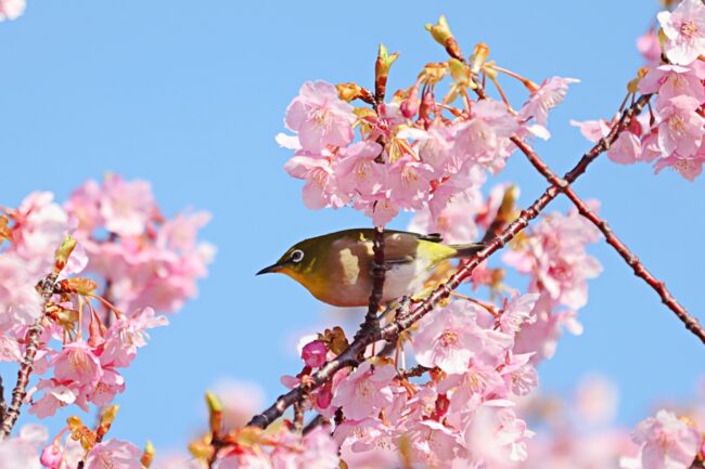 千總の花鳥画